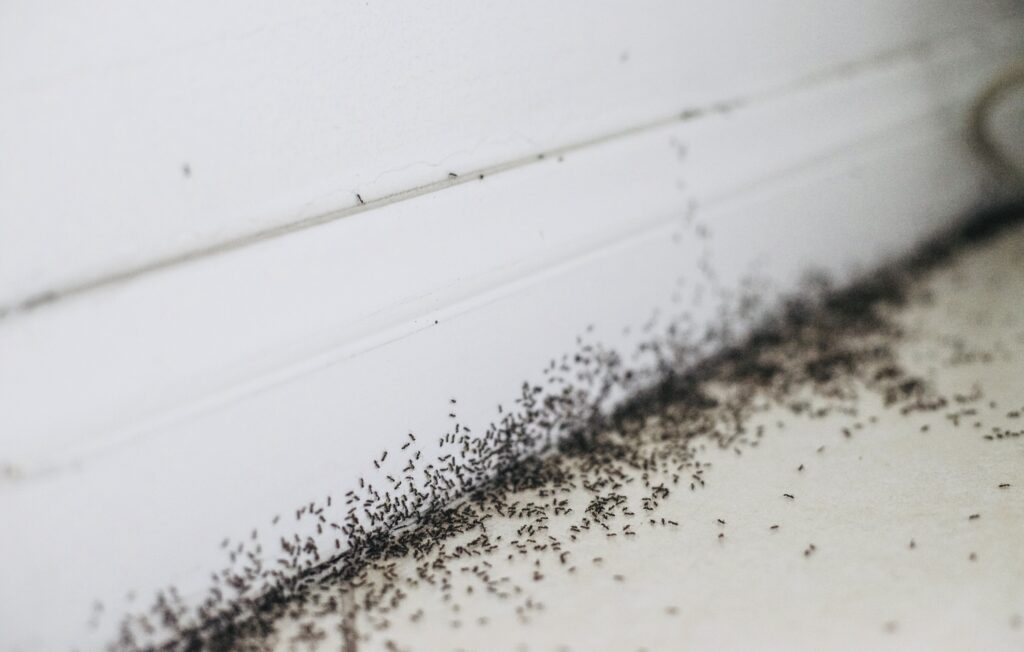 How To Get Rid Of Ants Naturally In Garage-2