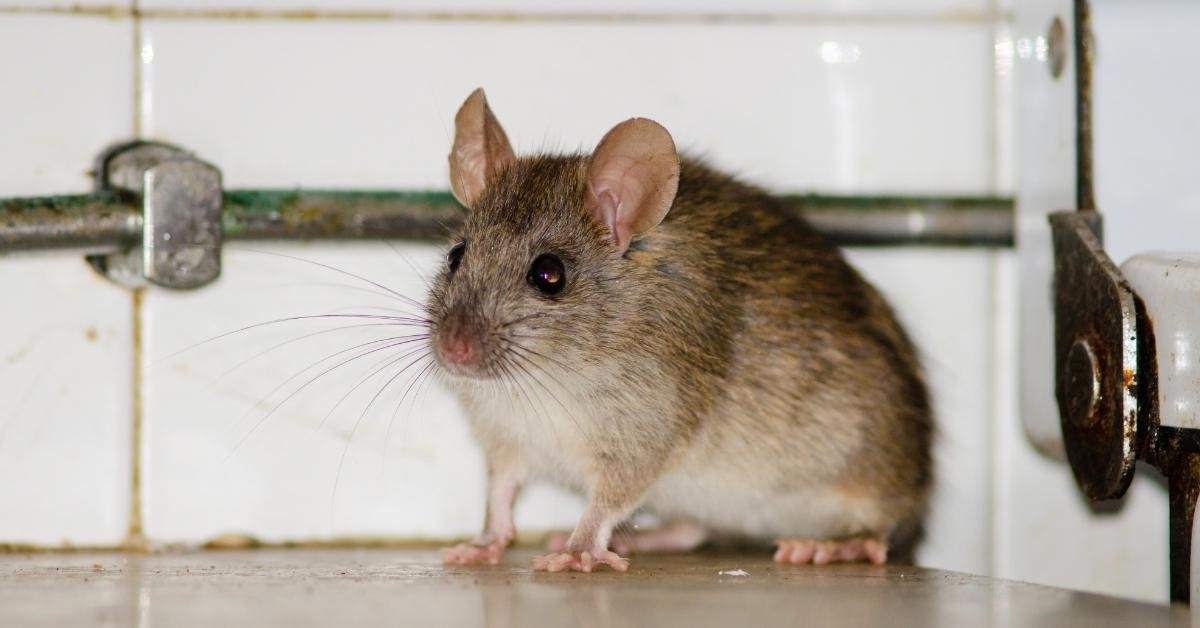 How To Keep Rats Out Of The Garage