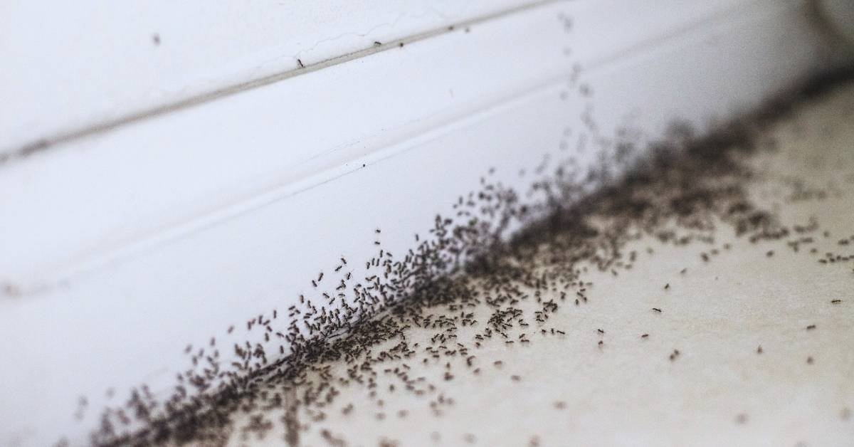 How To Get Rid Of Ants Naturally In Garage